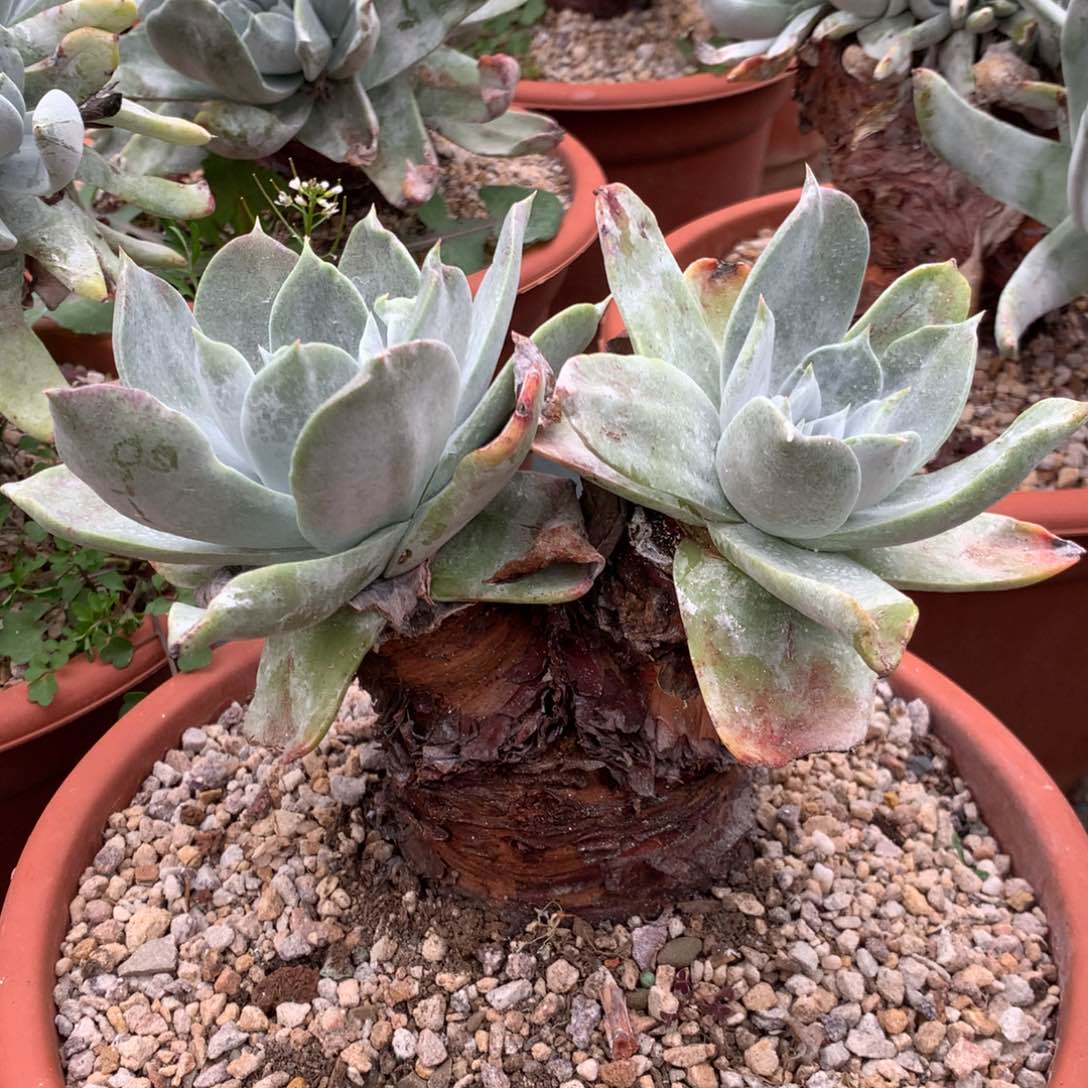 塞丽娜，多肉植物