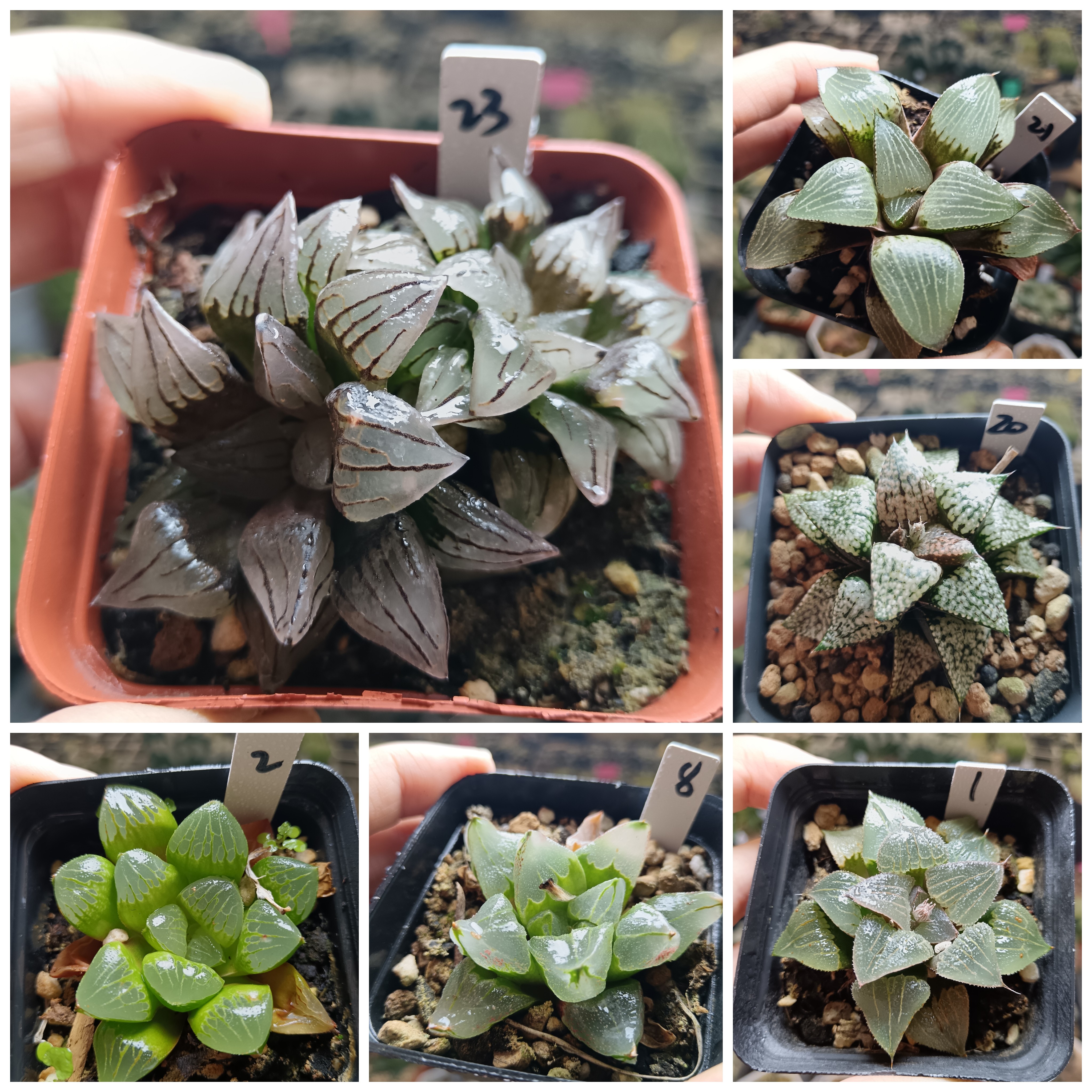 35号特价寿寿实生寿十二卷多肉植物一物一拍带盆带土发25年12月3