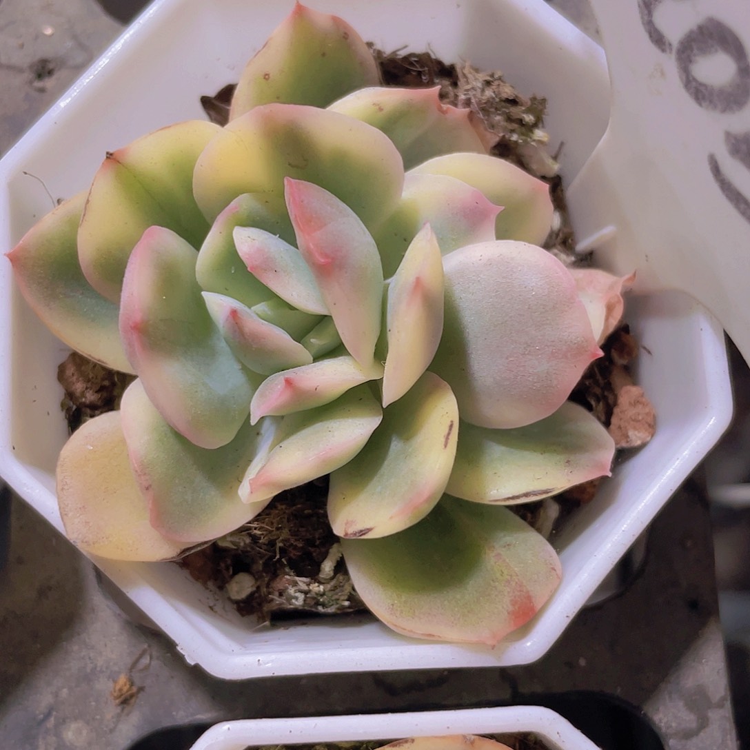 绮罗锦a057一物一拍