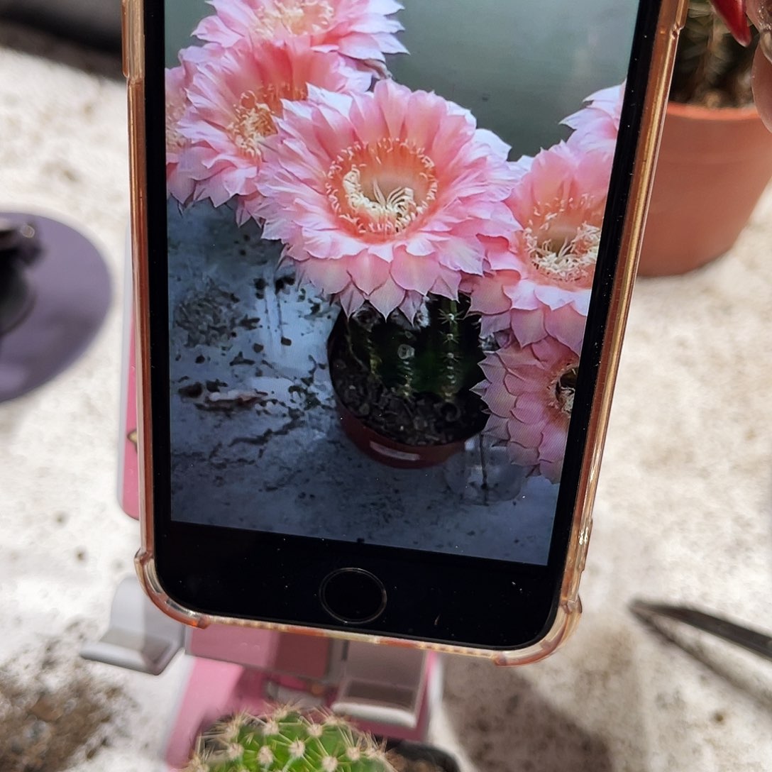 彩草甜芯带根3公分左右