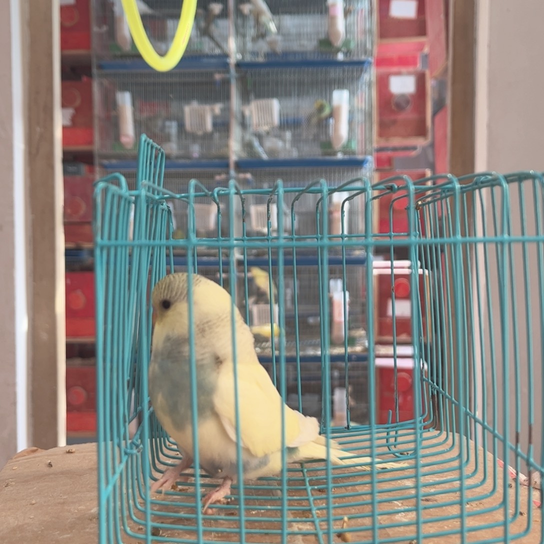 虎皮鹦鹉我的小姐姐