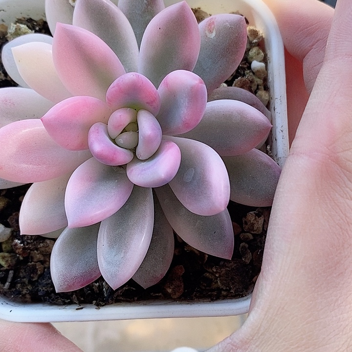 粉奥普一物一拍，