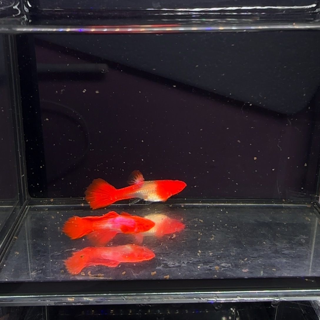 孔雀鱼双分水一对