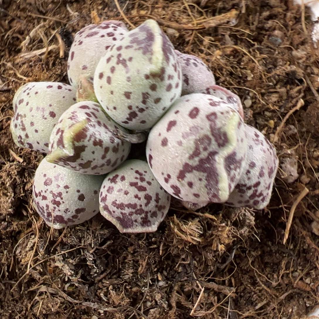 达摩海豹多肉植物水泡