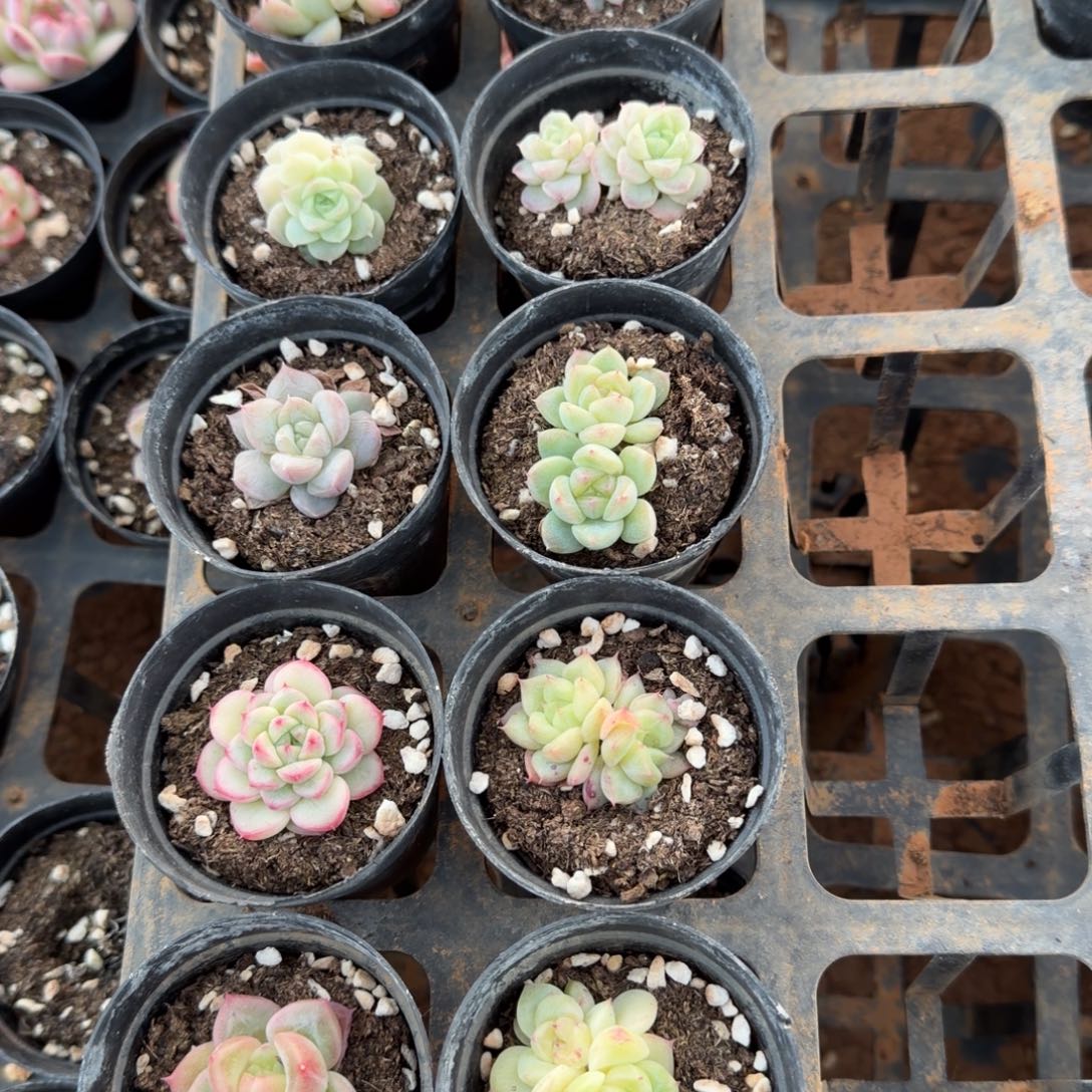 12-44小麦秆10颗带盆发货量拍（小慎拍）