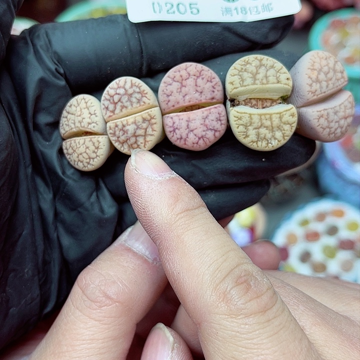 多肉植物生石花5-86