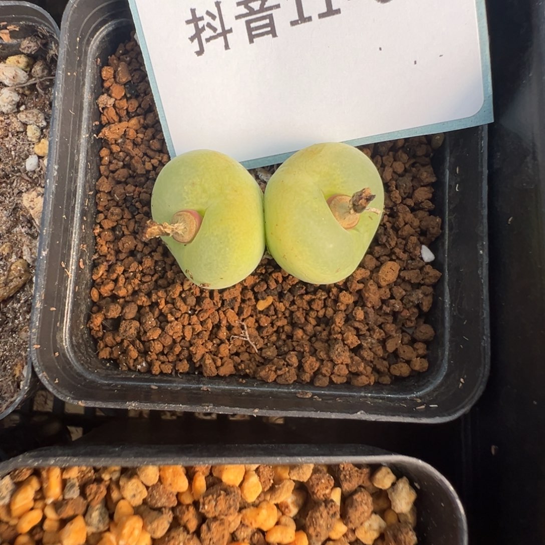 11-04肉锥多肉植物