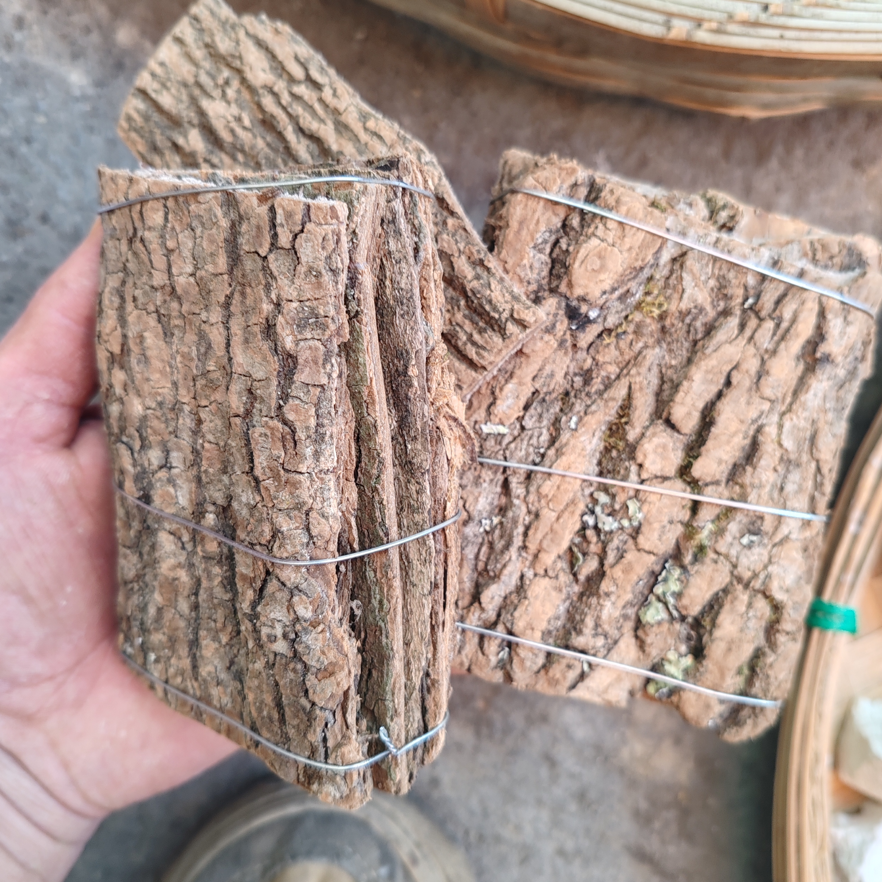 悦农土特产渡种菇