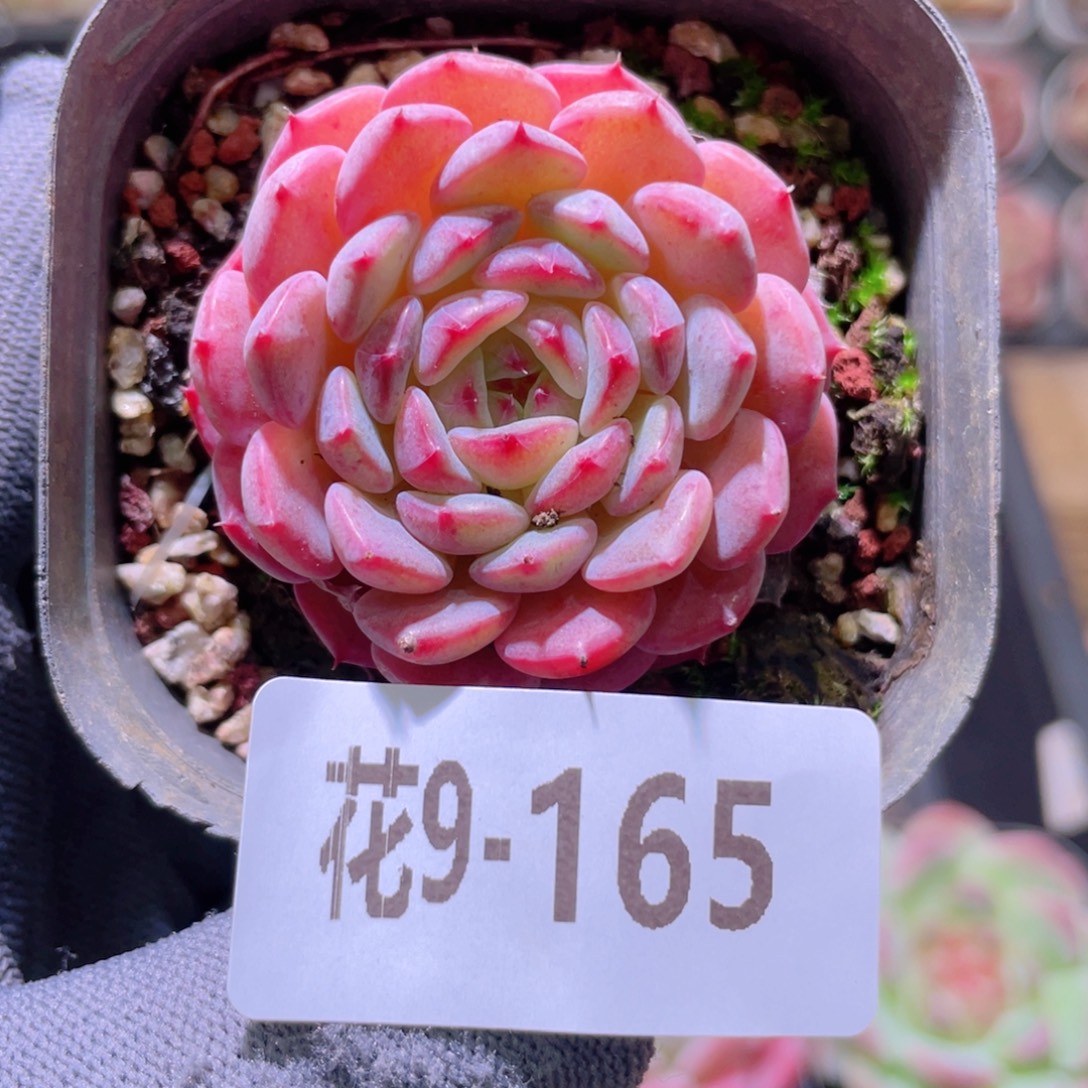 花利美 9-165哈尼 