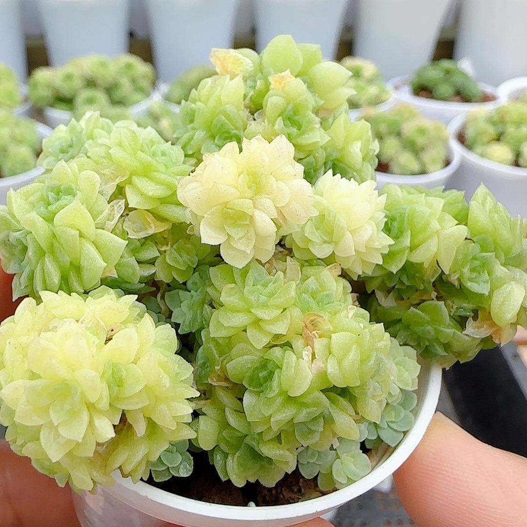 【闪购商品】0710-7花朵麦杆