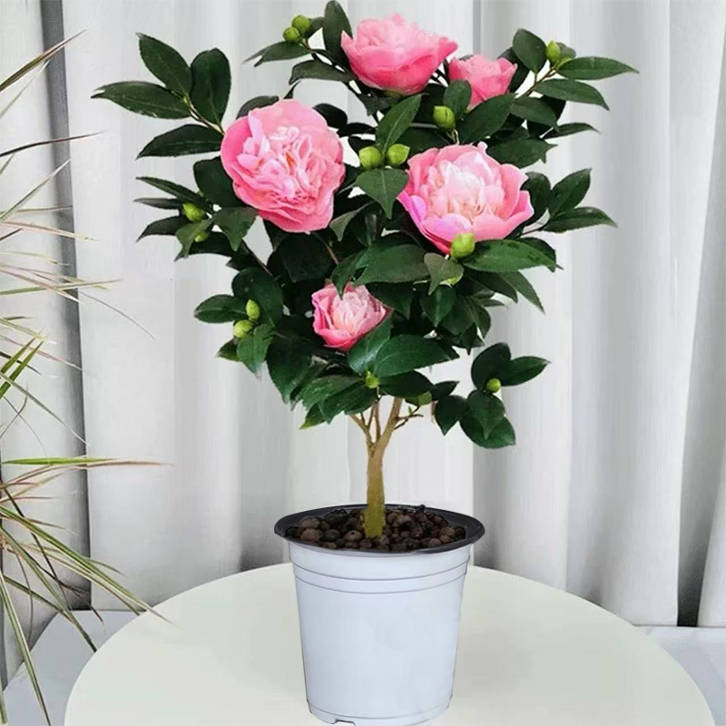 有香味的粉色香妃山茶花苗适合庭院阳台种植