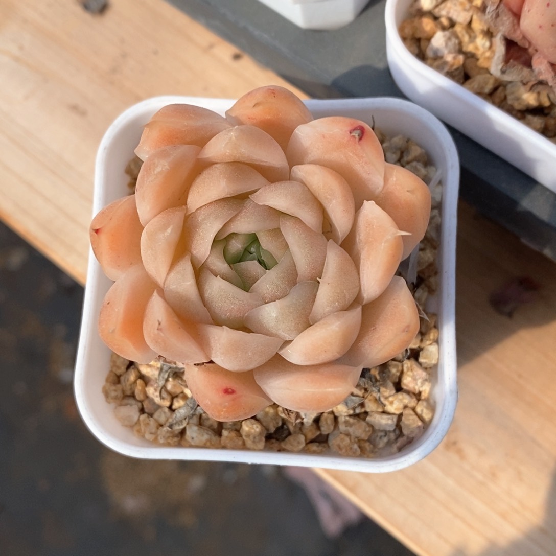 精品多肉一物一拍不包整58