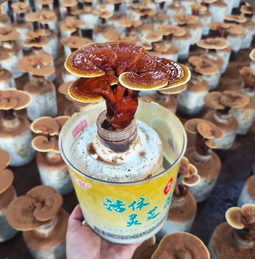 精装桌摆活体灵芝灵芝盆景基地直发