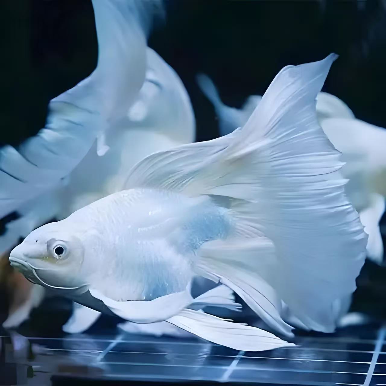 改价链接10-40厘米蝴蝶鲤观赏鱼大鳍大尾好养耐活