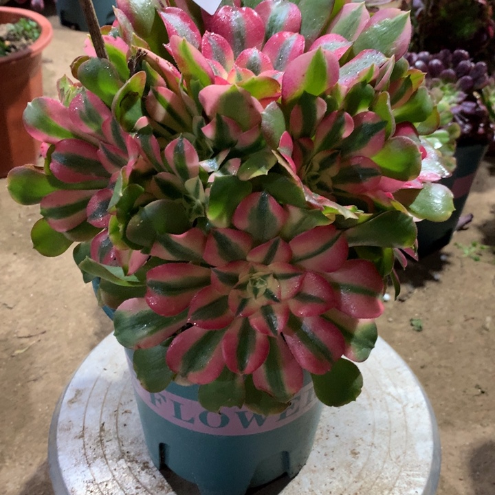 585香妃多肉植物特价