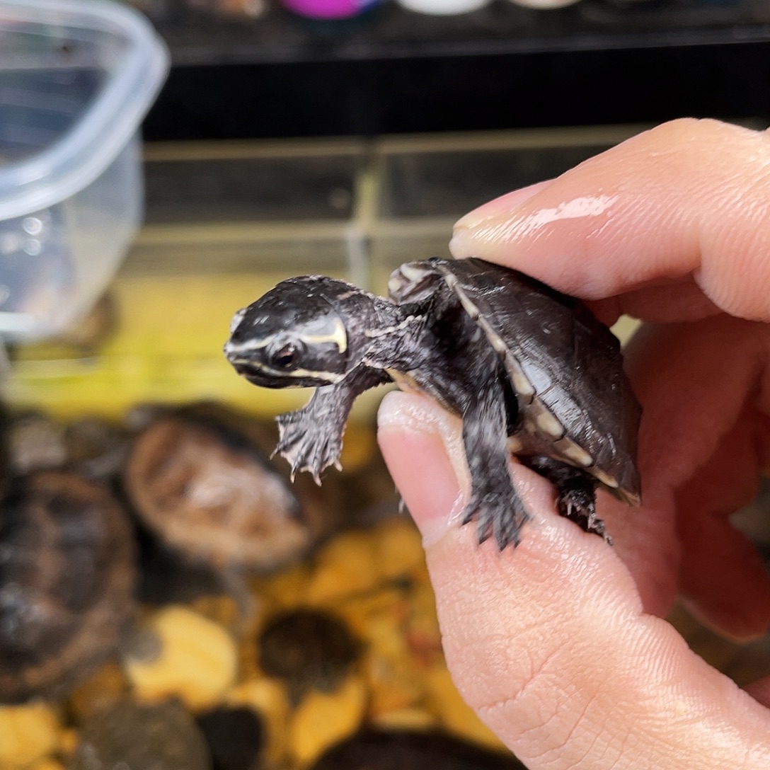 宥***宥绿毛龟母点点滴滴的订单