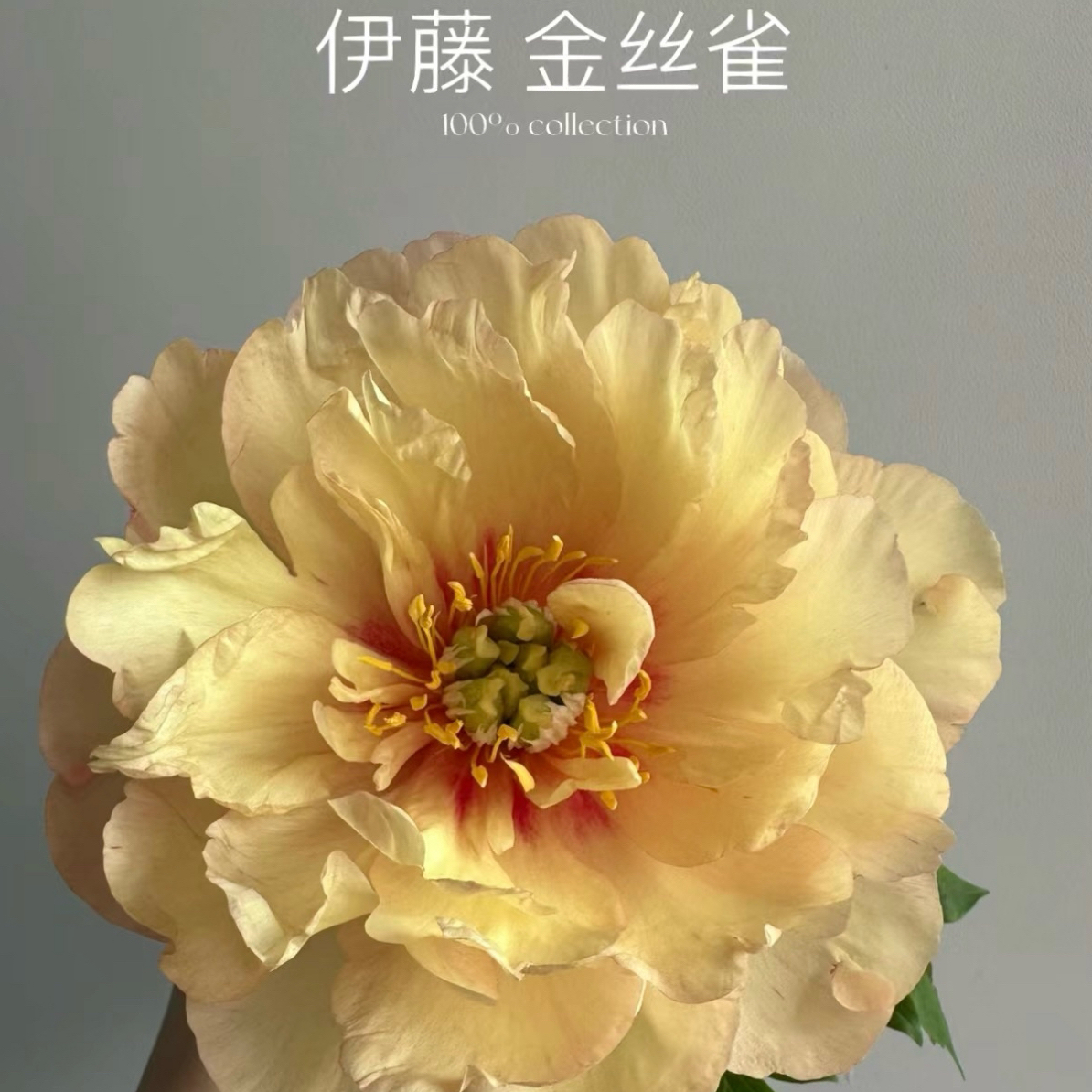 【金丝雀】带根带芽地栽盆栽阳台庭院