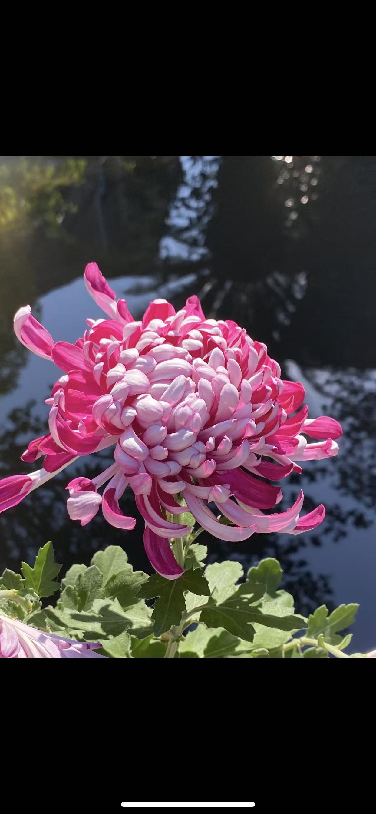 【雪照红梅】传统大菊盆栽九月菊 室外庭院阳台新手多年生草本花卉