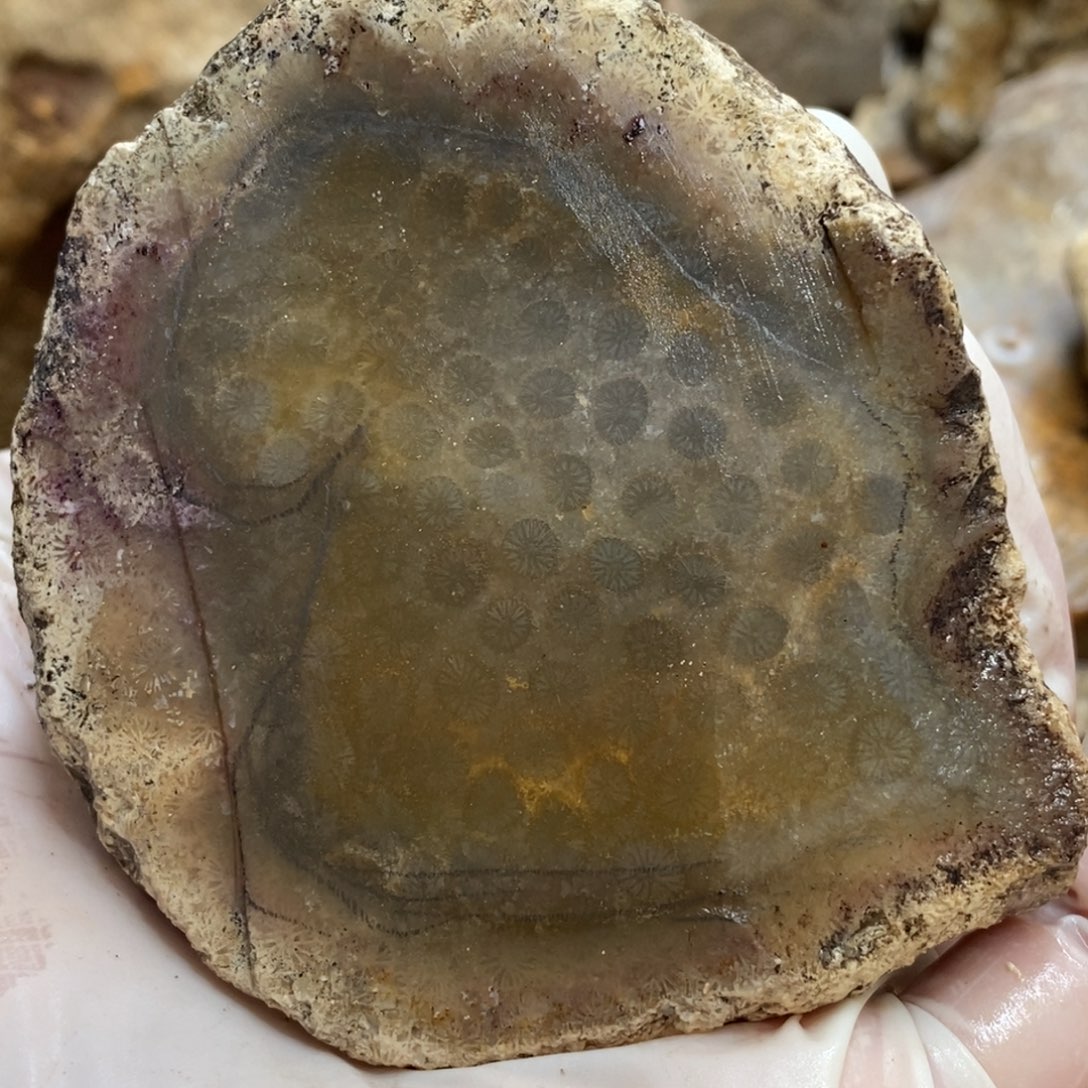 【闪购商品】硅化玉颈饰未镶嵌