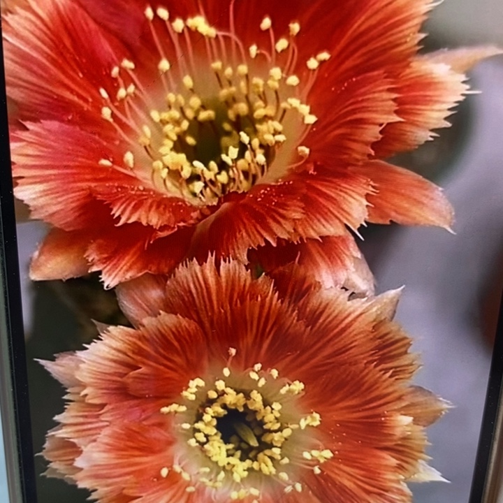 香香羽毛丽花侧芽3个1.5公分左右
