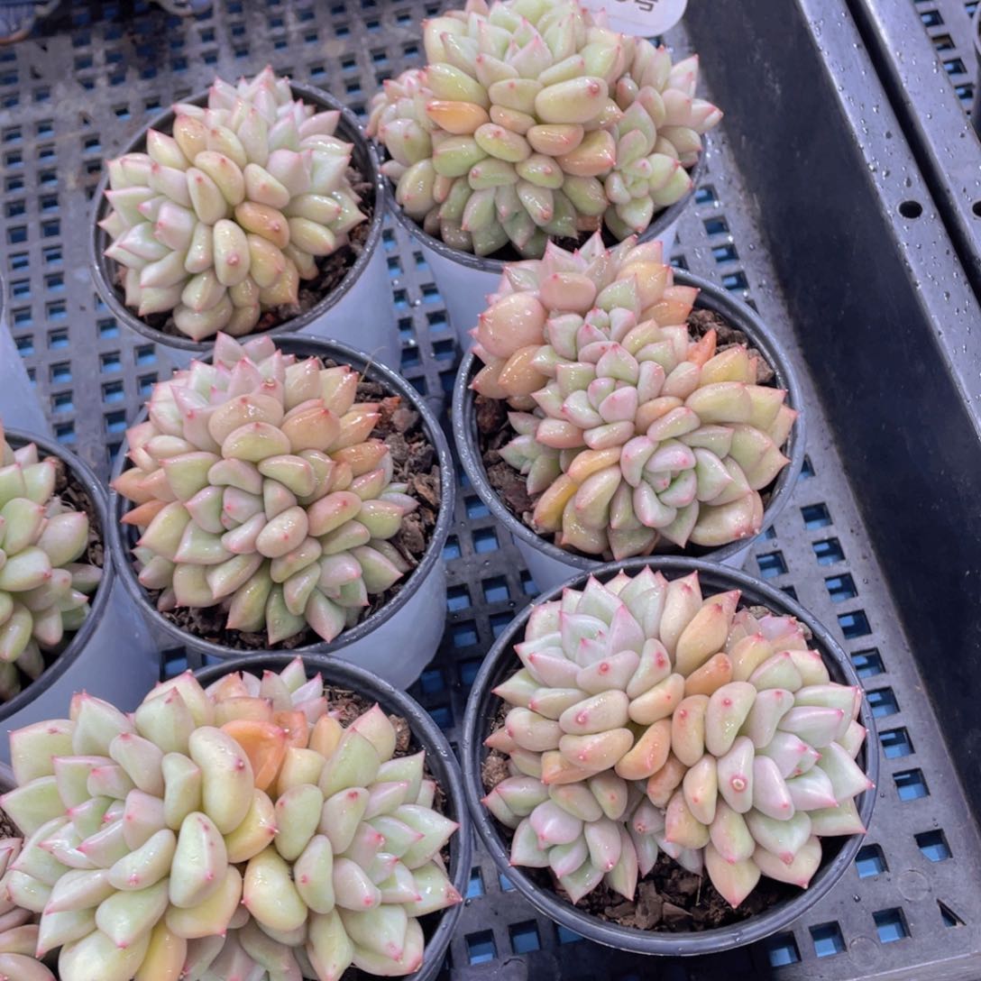 量拍15号 黄金象牙老桩多头群一个