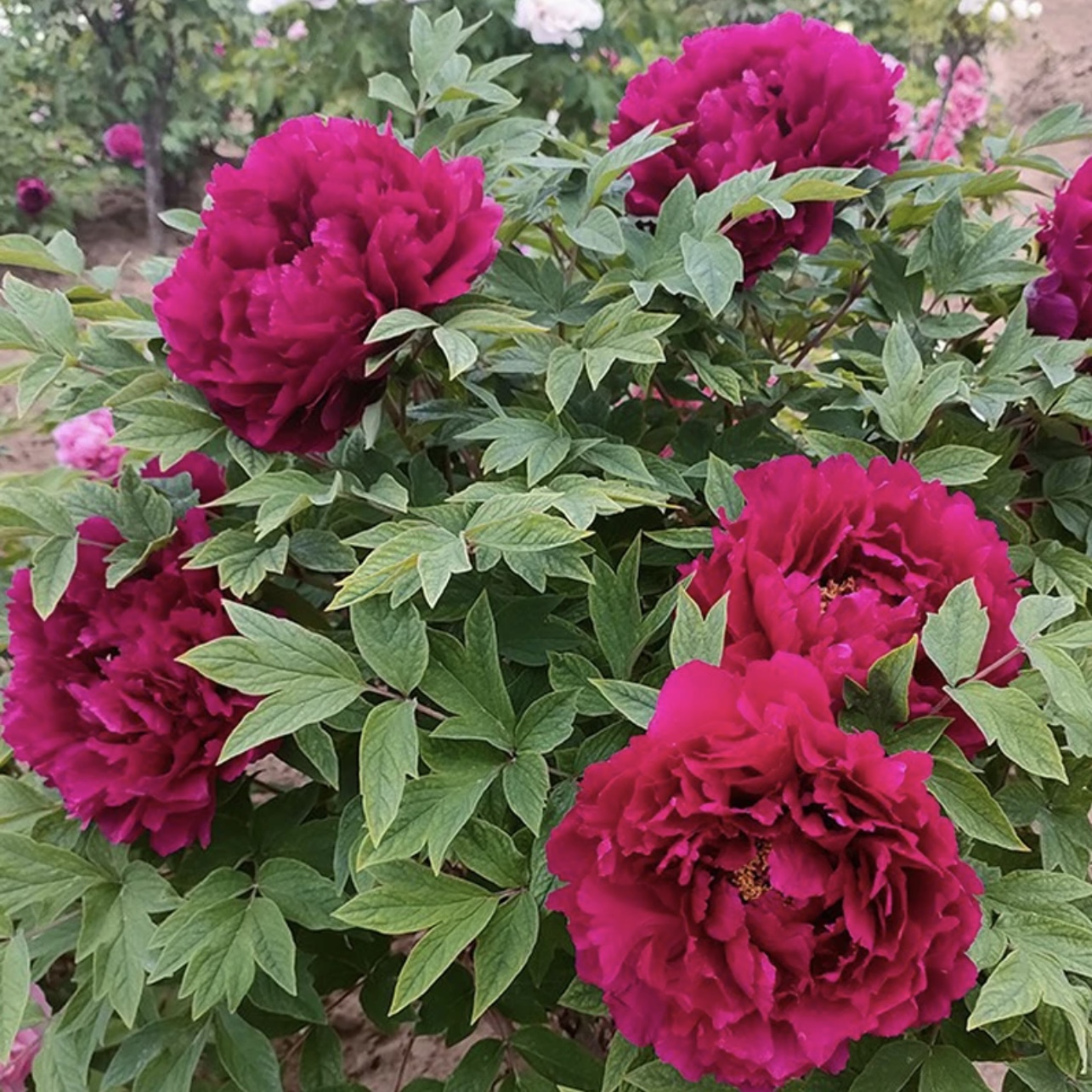 庭院阳台盆栽牡丹花洛阳本土花卉大花瓣室内室外种植耐寒容易养护