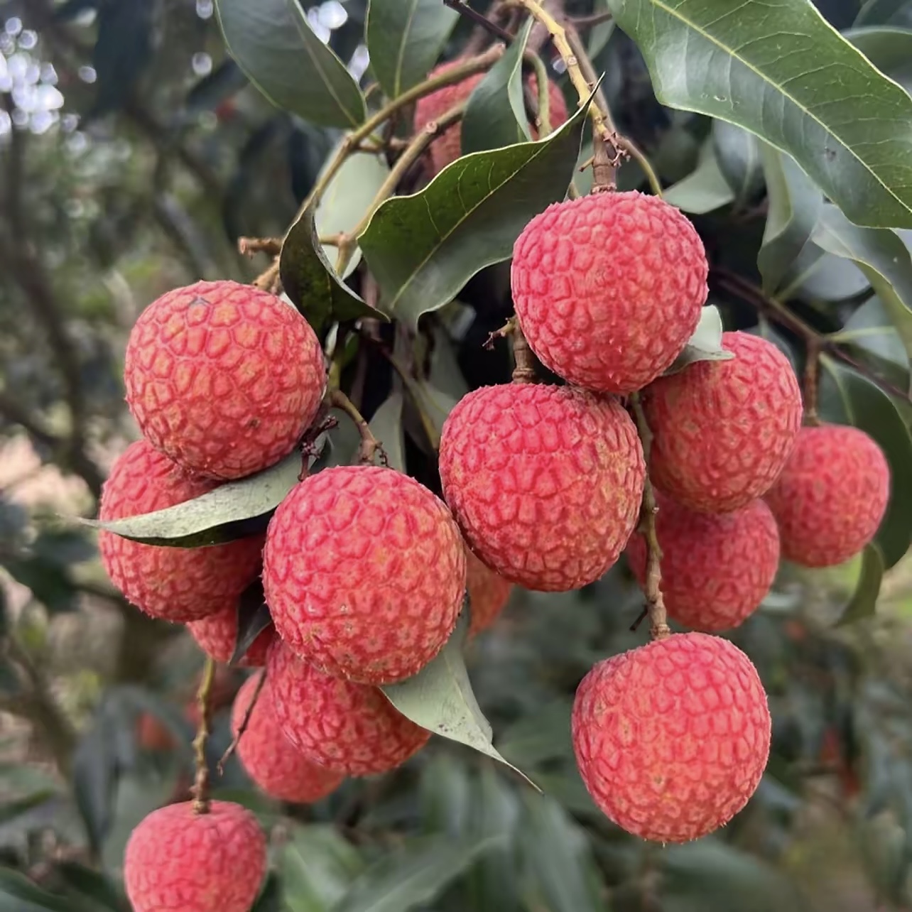 广东茂名白糖罂荔枝新鲜现摘肉厚多汁当季水果冷链包邮