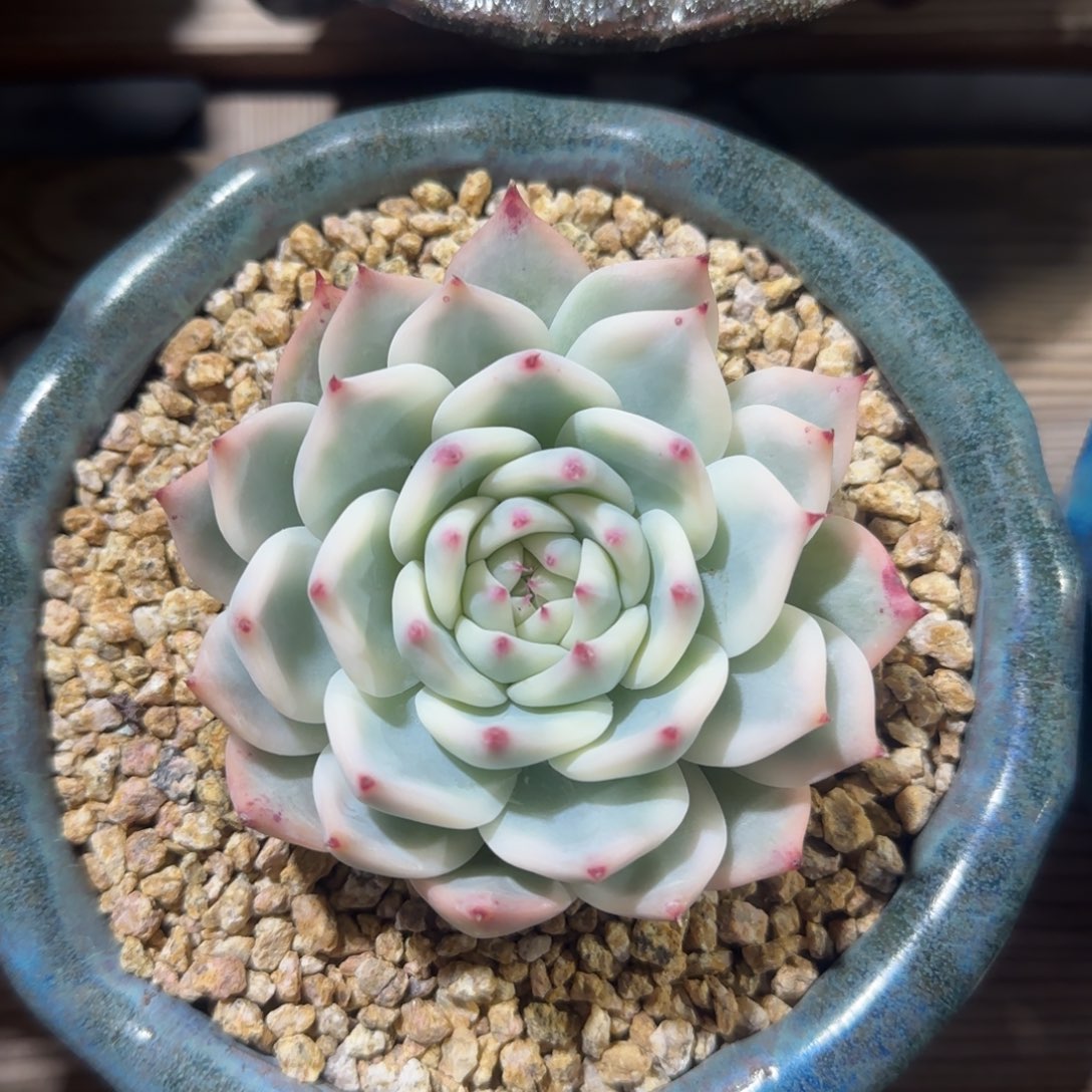 吉娃娃锦一物一拍