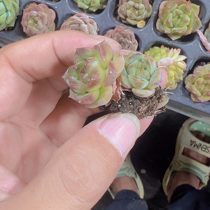 暗纹精品多肉植物大战