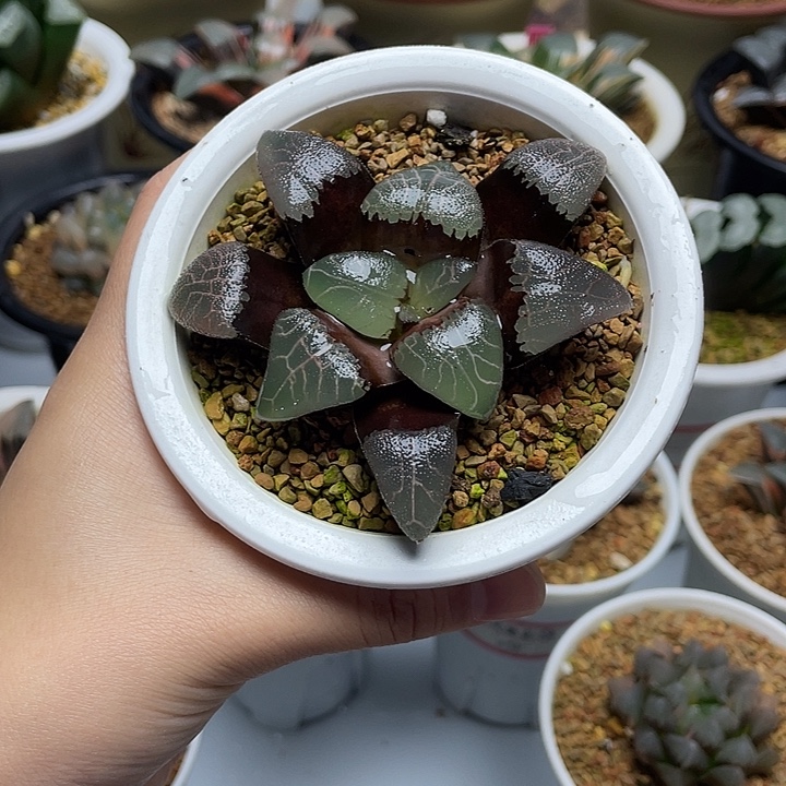 17  JP实生克十二卷多肉