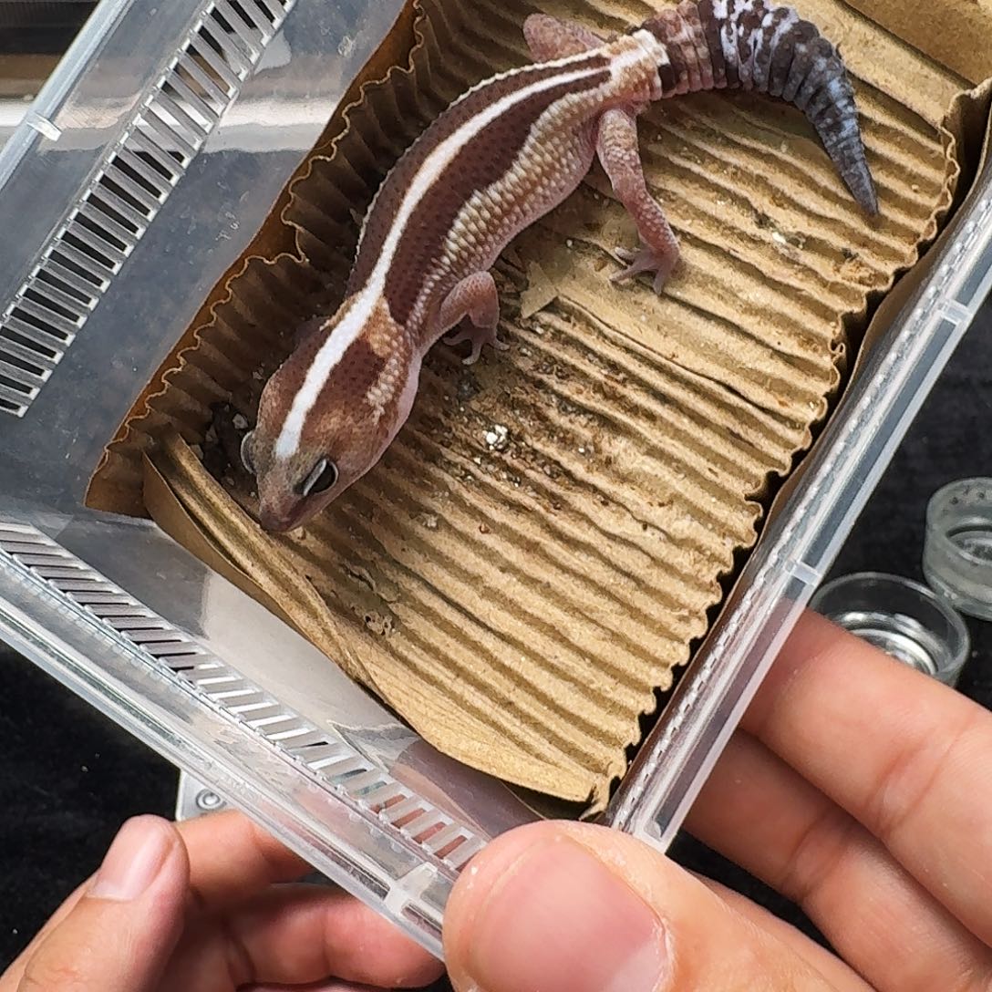 肥尾守宫零搞起来！