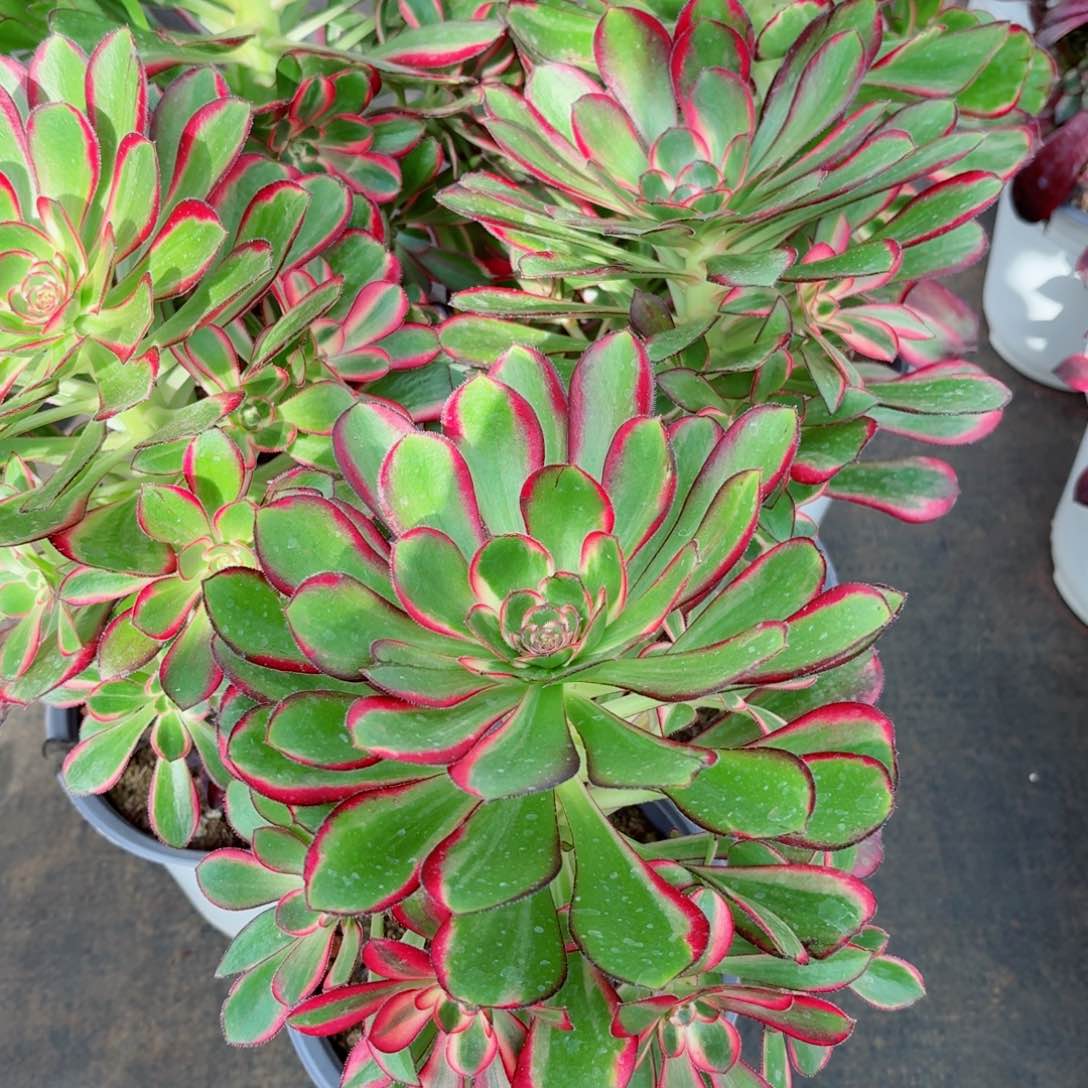 180丽娜捧花多肉法师量拍