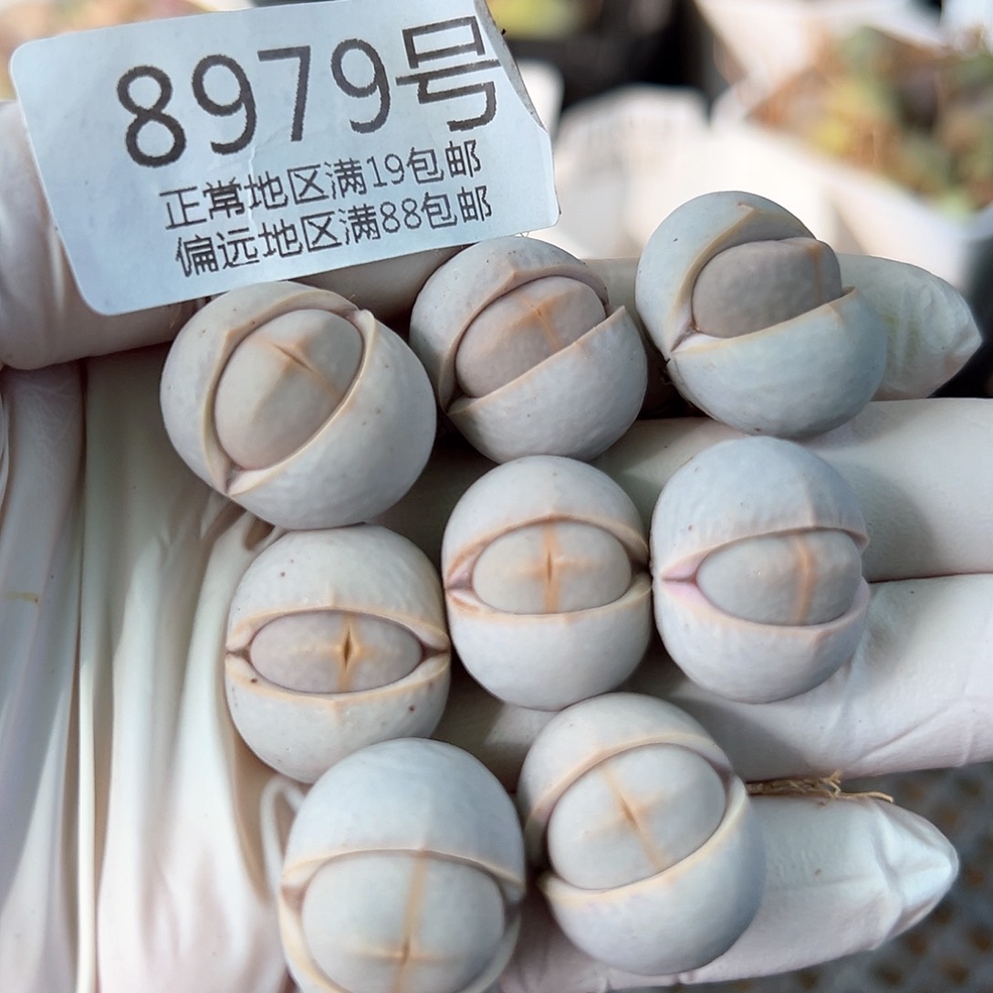 8979四年高尔夫球8颗2cm左右