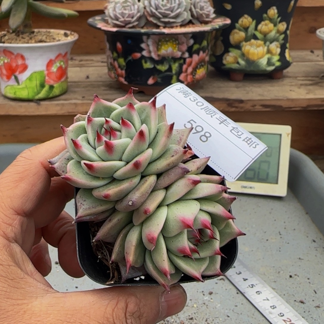 598托斯卡利内多肉双头