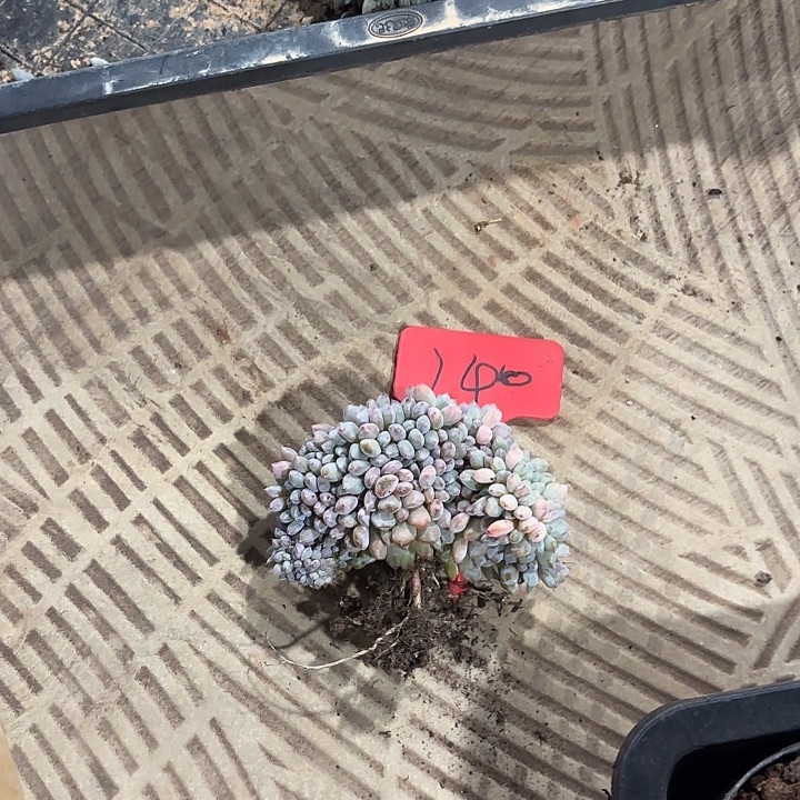 星颖缀化多头群山140