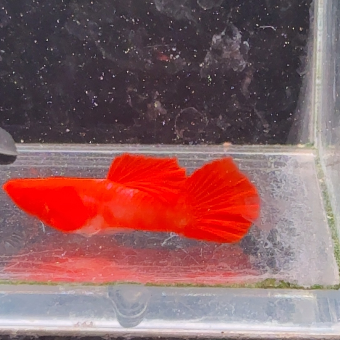 小***嘿海水鱼鸿运当头双份水公鱼1条