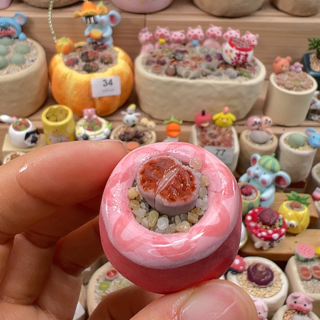 多肉植物85号拇指盆