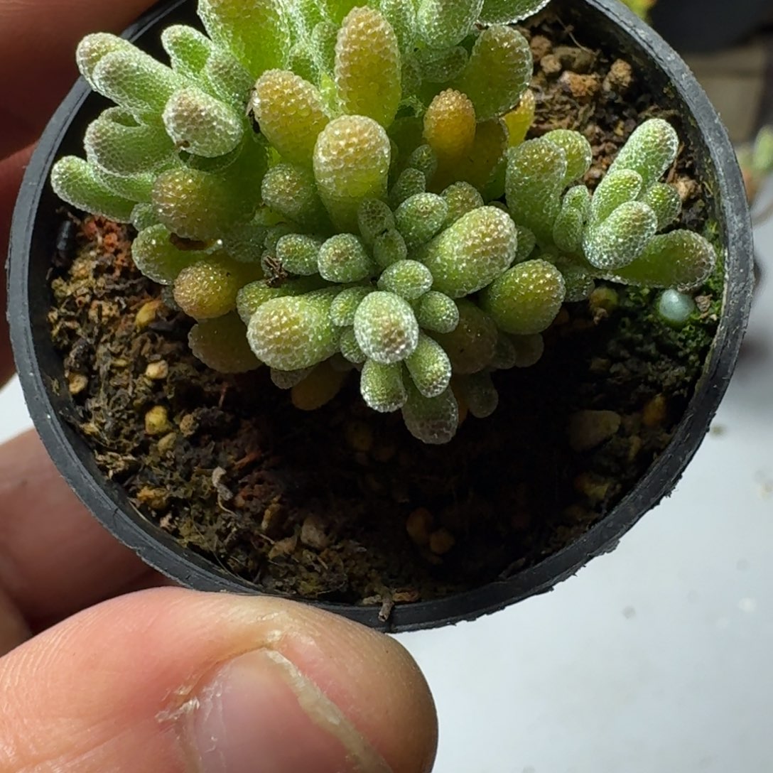 冰晶 多肉植物枝干番杏