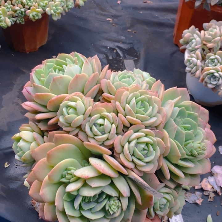 夏悦多肉0212-37恋曲