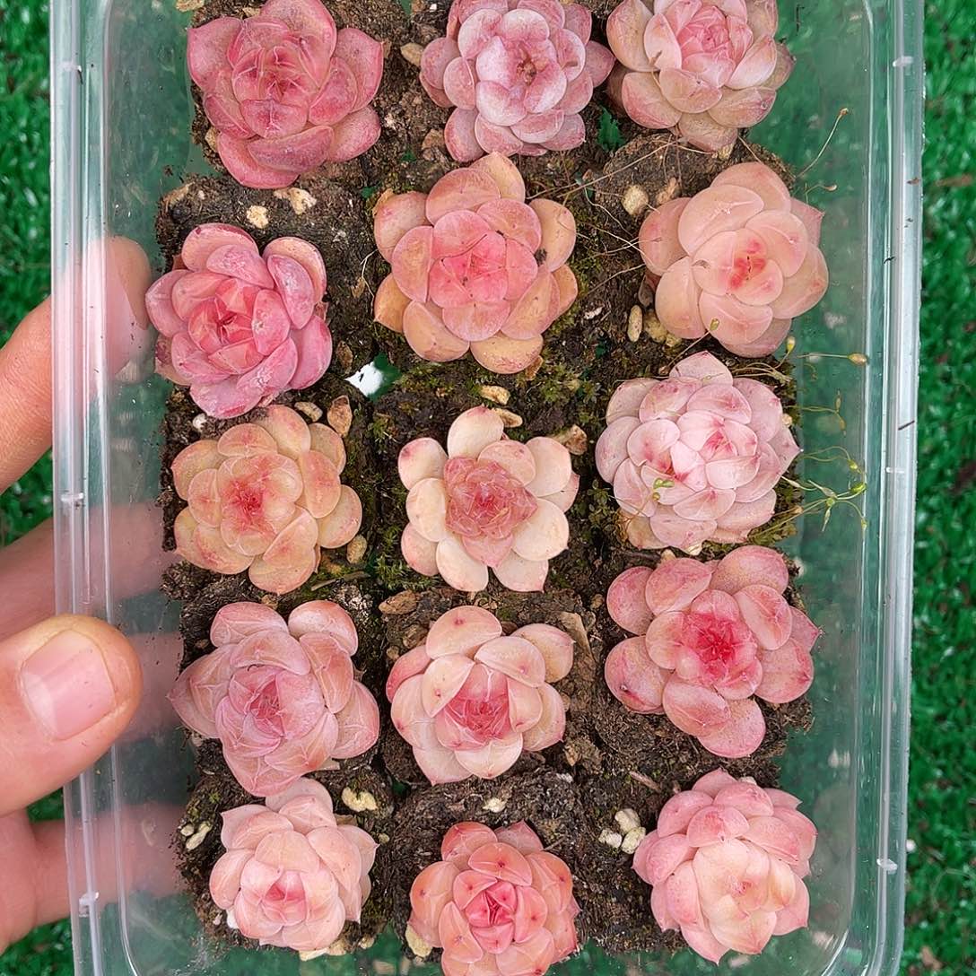 多肉一物一拍31-136