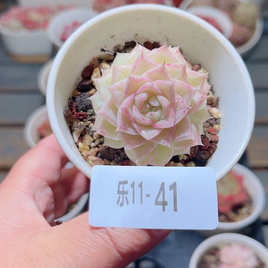 乐11-41 白天鹅单头