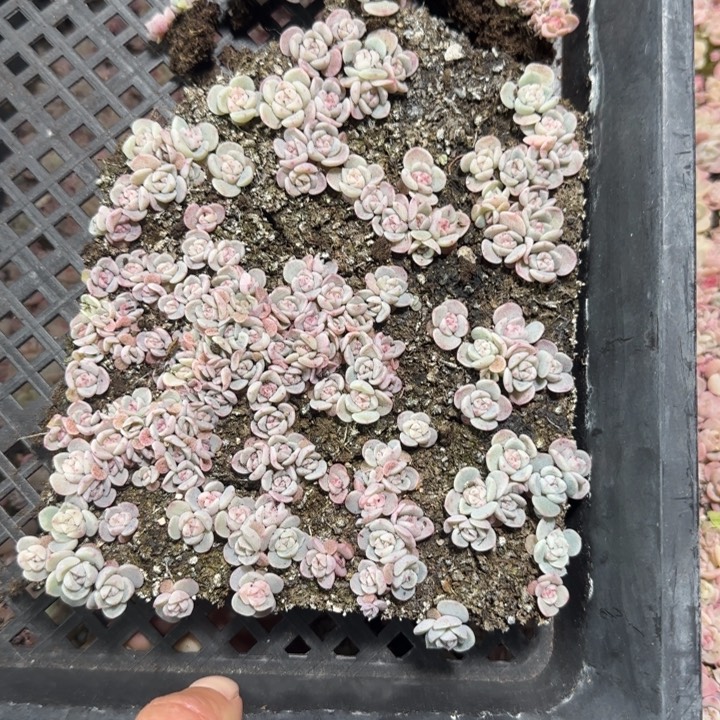 一***～106号白体种播苗一盒