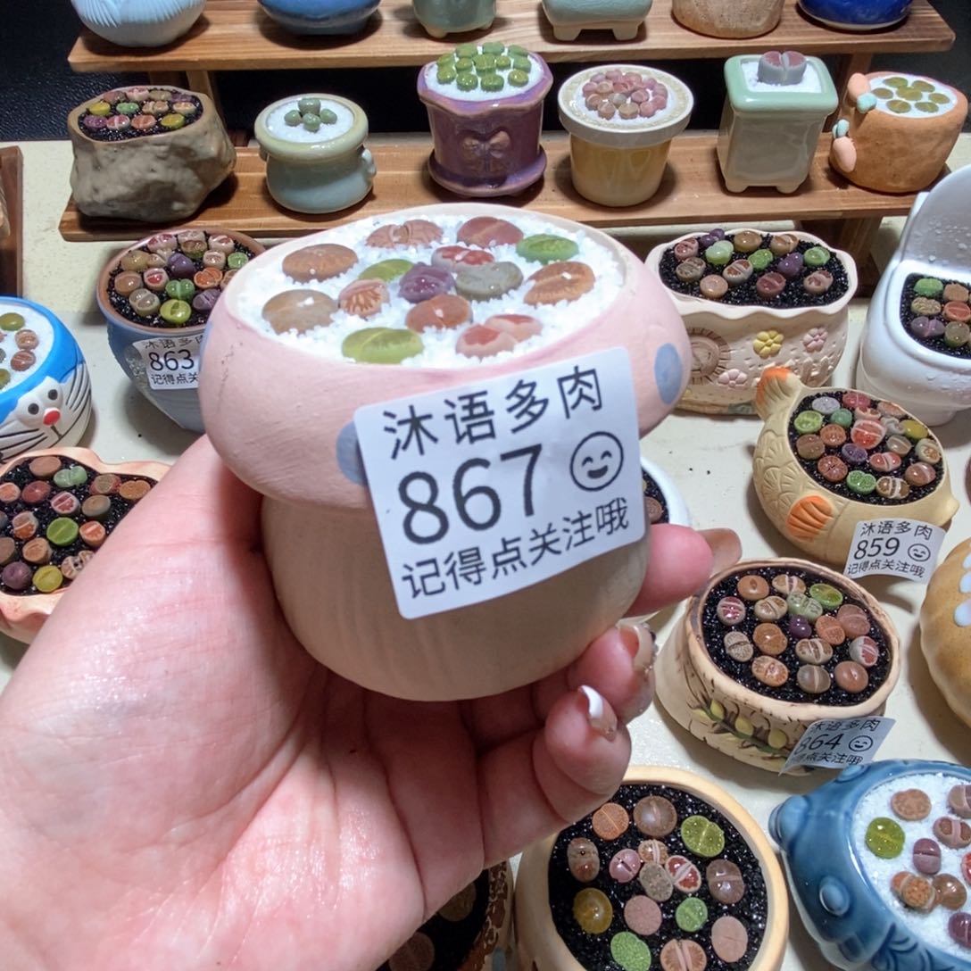 所见即所得 一物一拍867