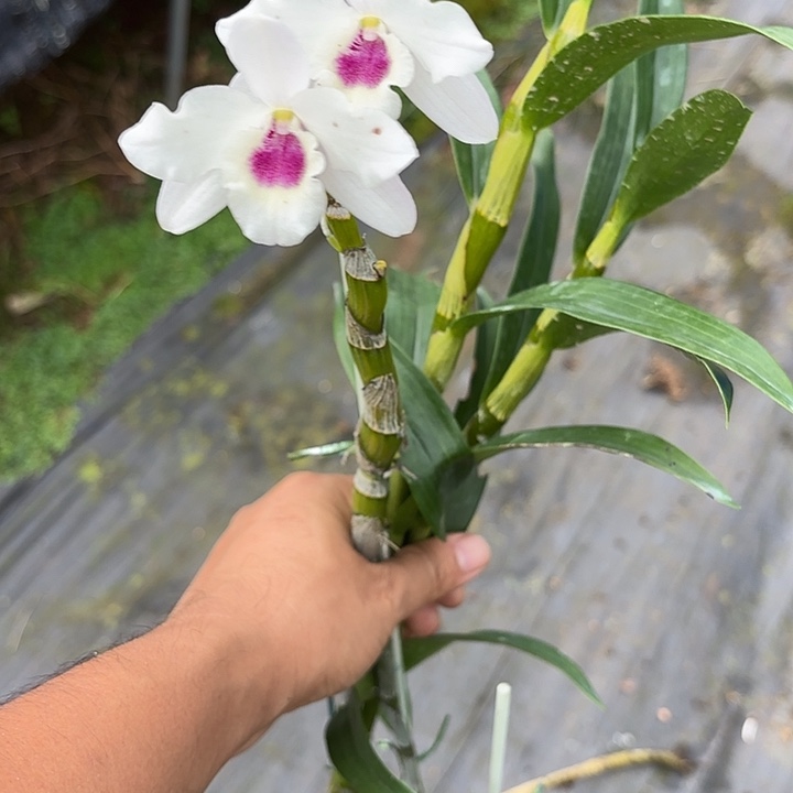 完全开放玉龙春石斛一颗