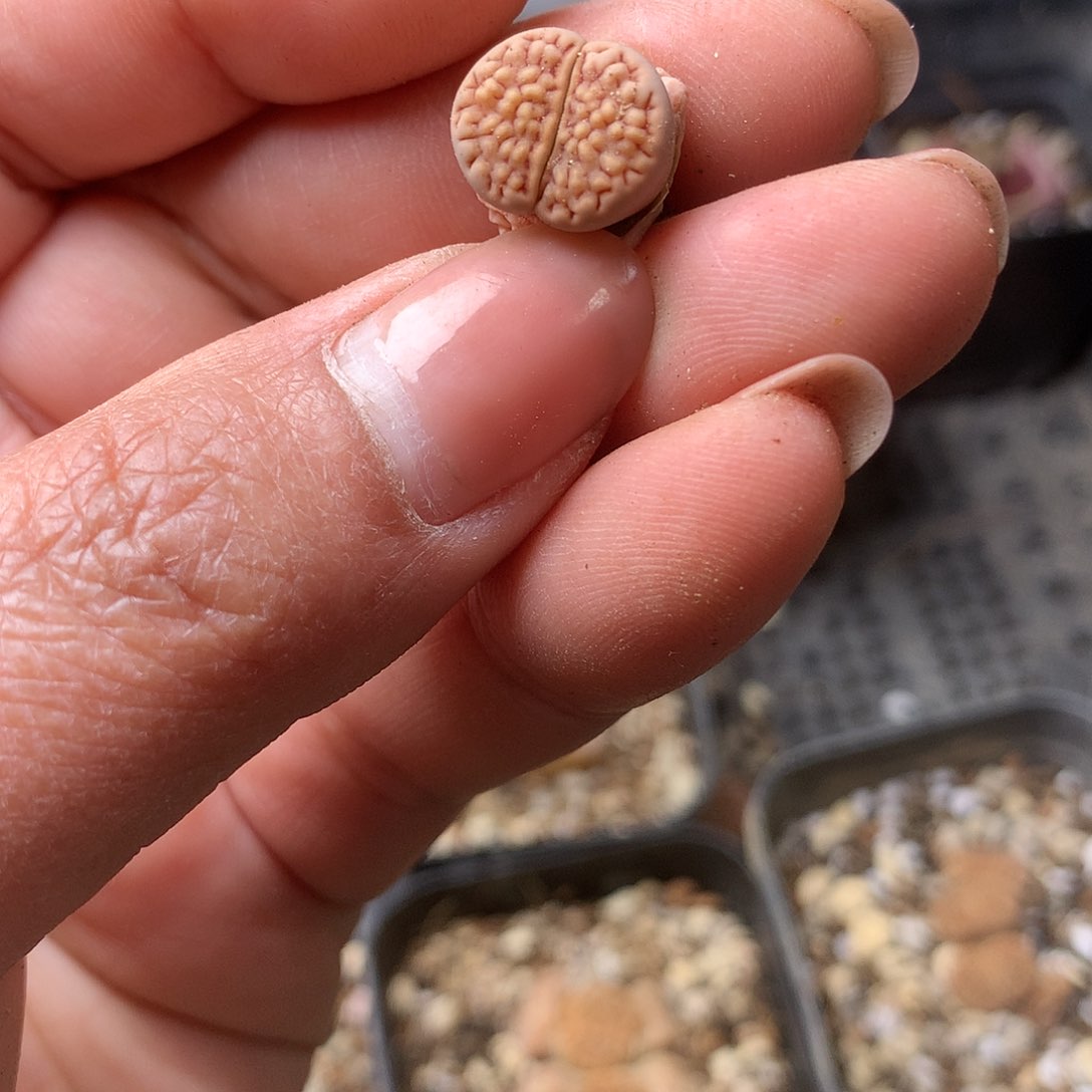 K300多肉植物保护研究所