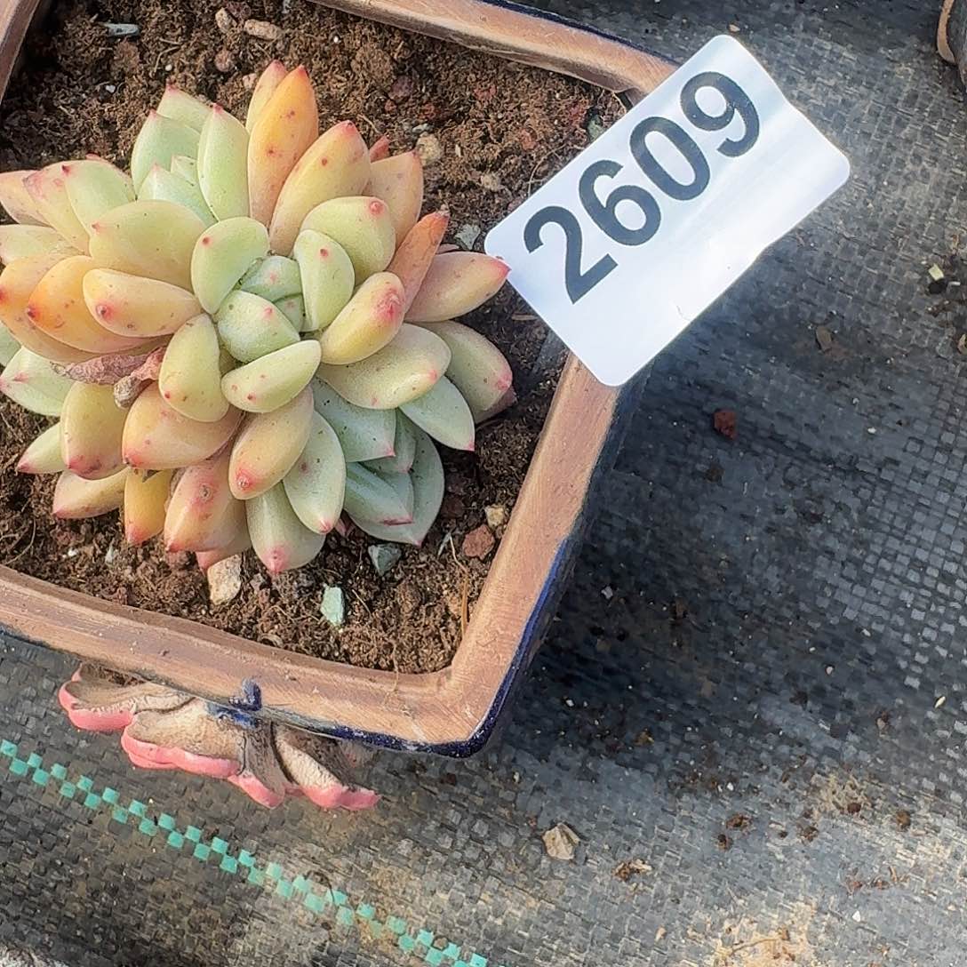 山*1838383838383833