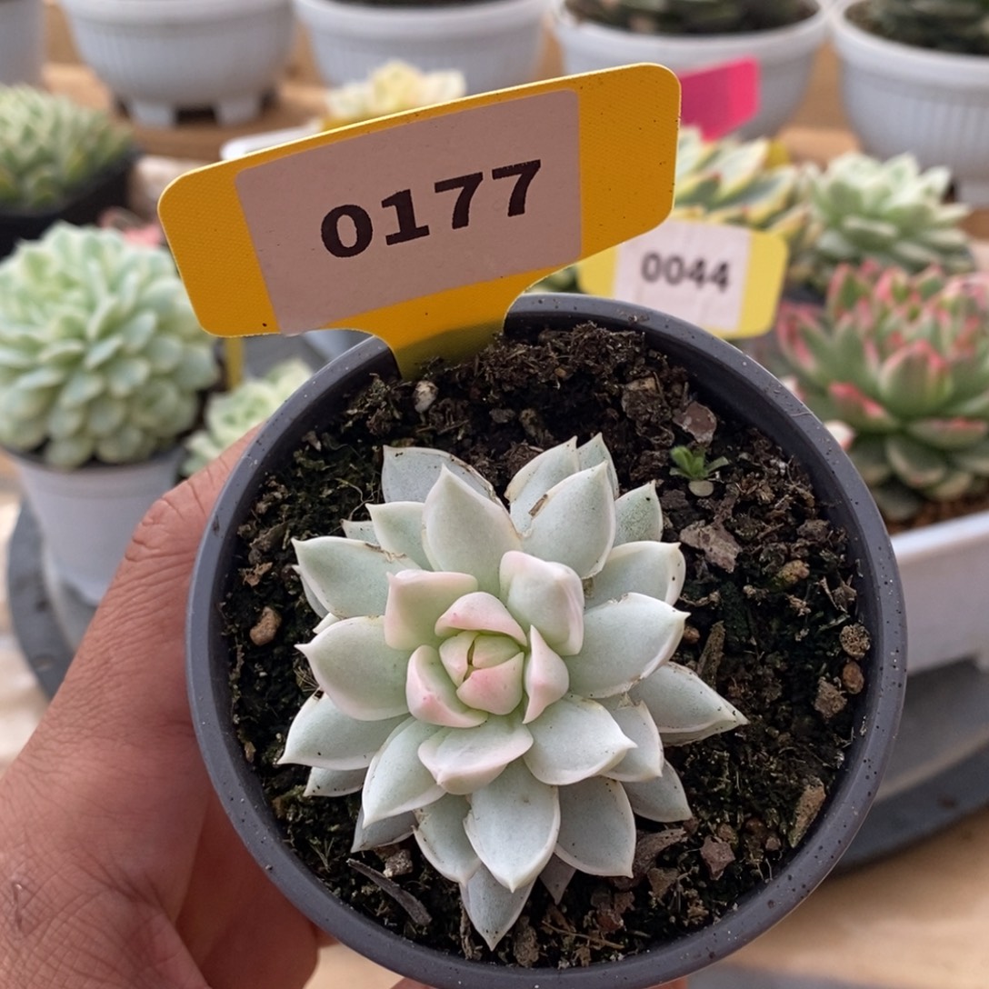 0177牡丹哈哈哈哈哈哈