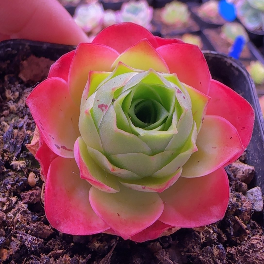 画心玫瑰七方杯818