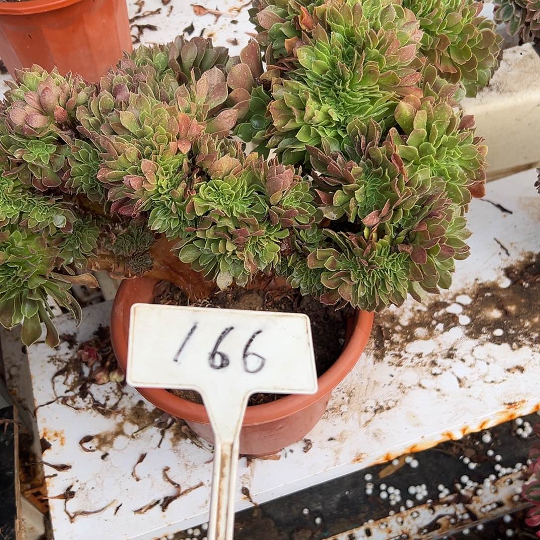 多肉植物玫瑰缀花166