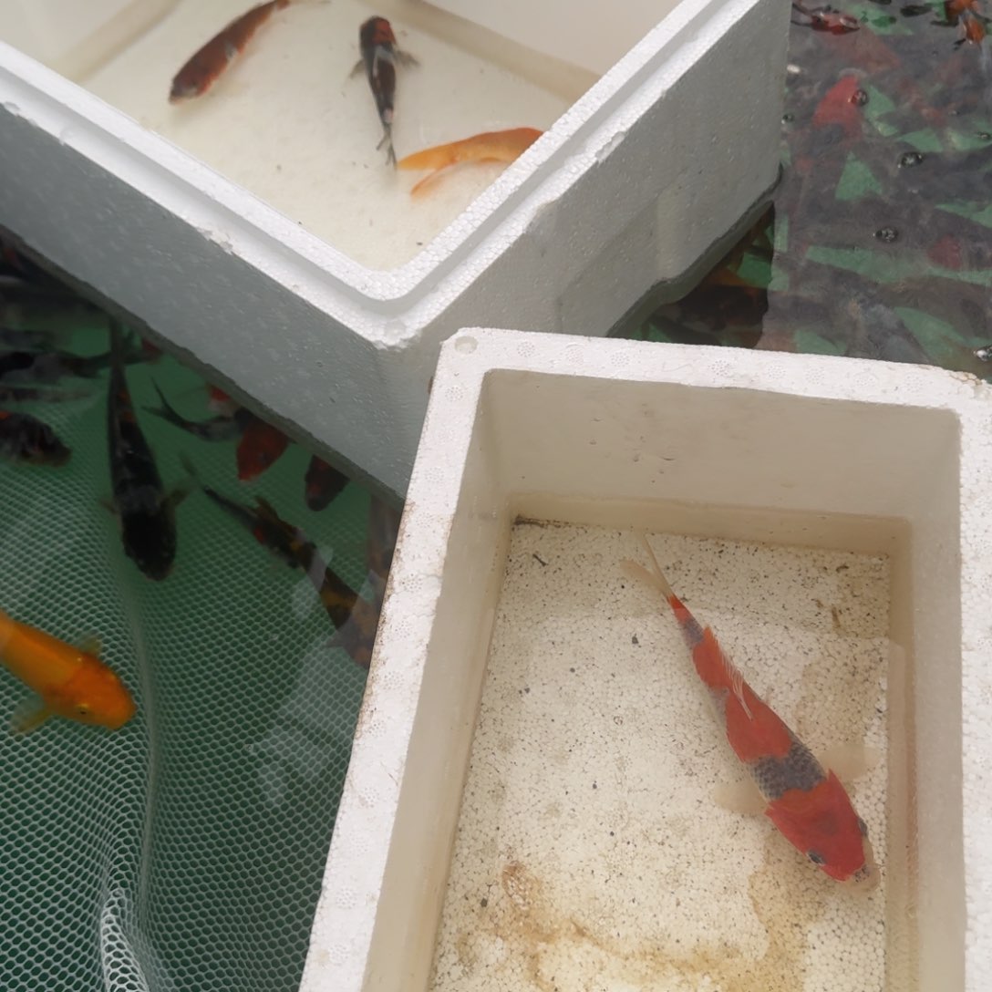 锦鲤戴****米锦鲤选鱼链接